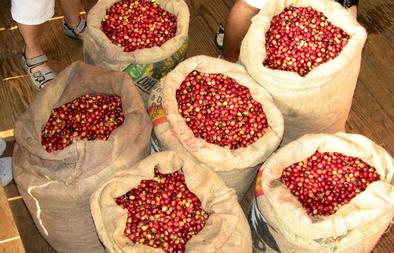 Kona Coffee Harvest